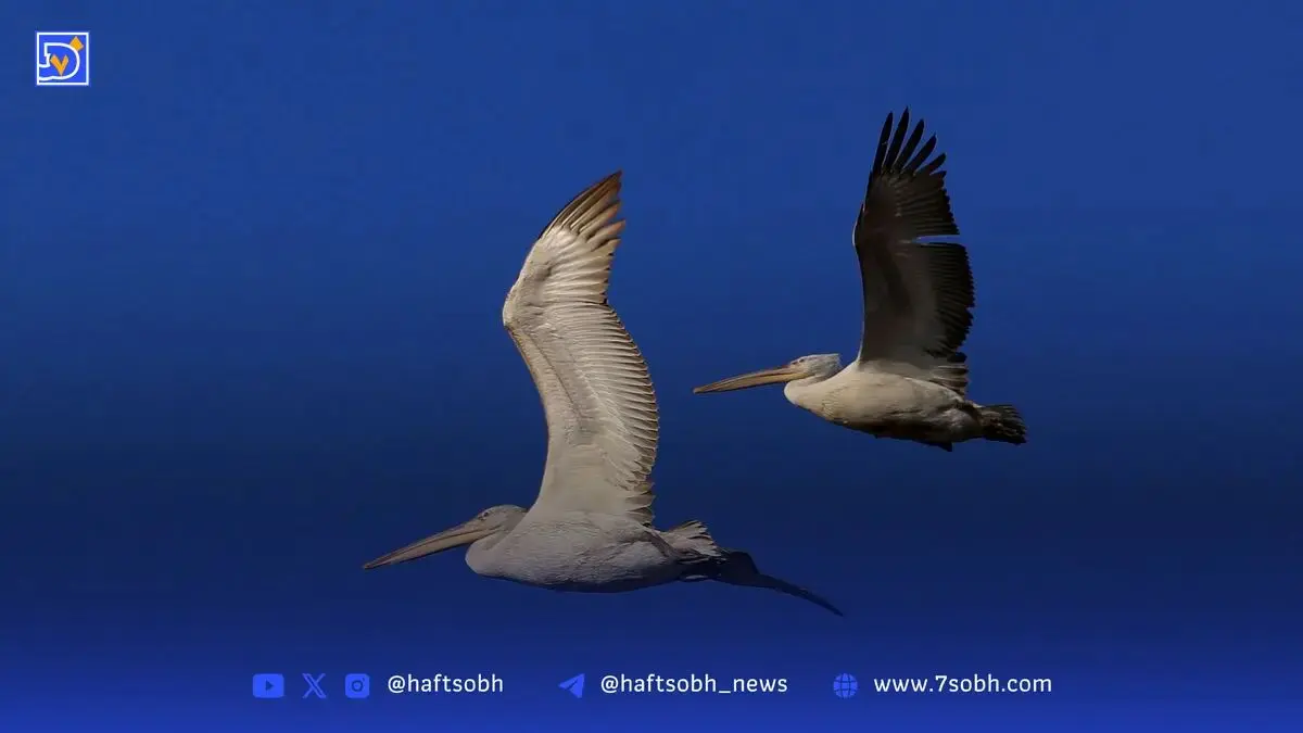 کنسرت پرهای آبی در تالاب انزلی