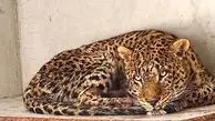 مرگ تلخ پلنگ ماده ایرانی در البرز
