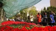 گل‌های لاله‌‌ای که یه مرد تو شهرک غرب کاشت؛ فقط برای مادرش