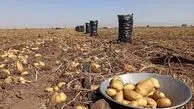 سیب زمینی، اصلی‌ترین غذای مردم ۵۰ درصد ارزان شد