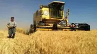 دولت برای پرداخت مطالبات این گندمکاران دست به کار شد