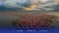 میانکاله، بهشتی که هر روز تکه‌ای از آن کم می‌شود