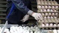 قیمت جدید تخم‌مرغ اعلام شد؛ کاهش باورنکردنی هر شانه