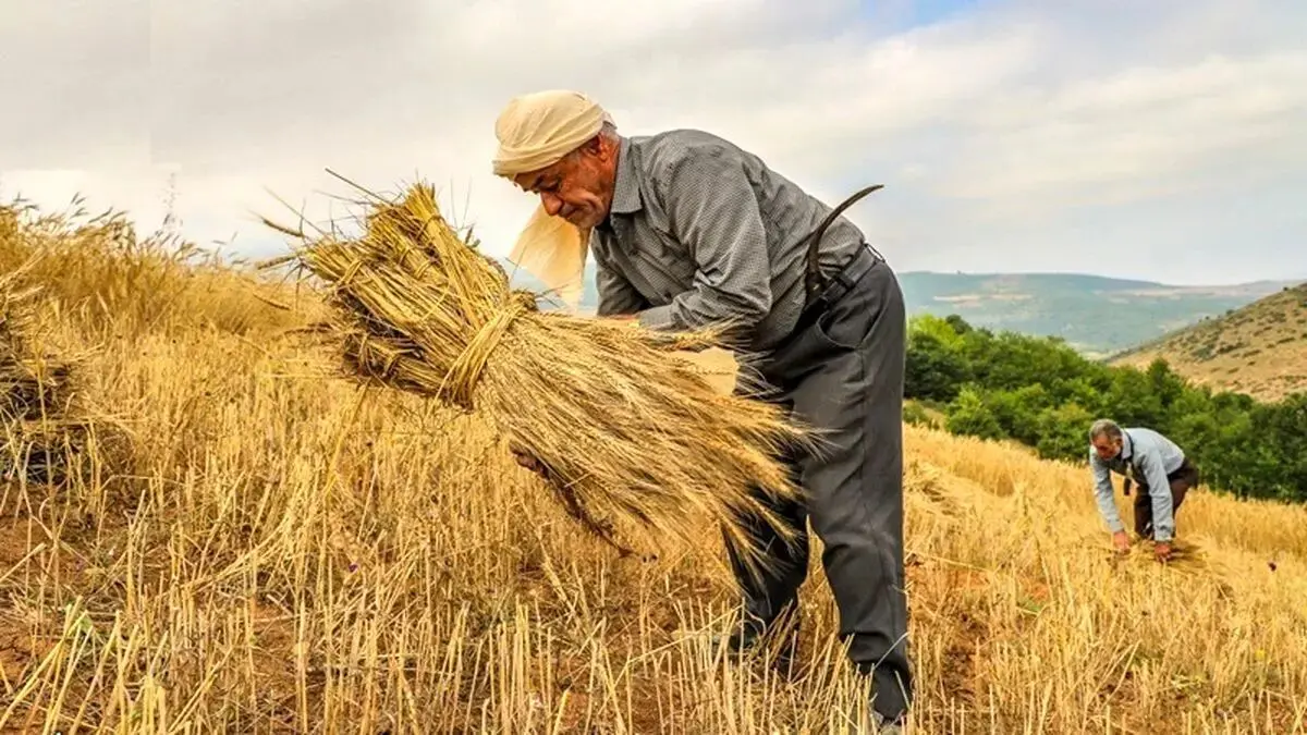 انتقاد از تأخیر در اعلام قیمت خرید گندم