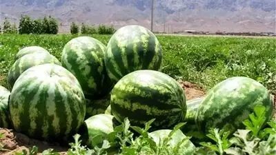 فواید شگفت انگیز هندوانه