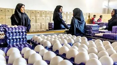 تخم‌مرغ از متهم آسیب به قلب، به غذای مفید رسید