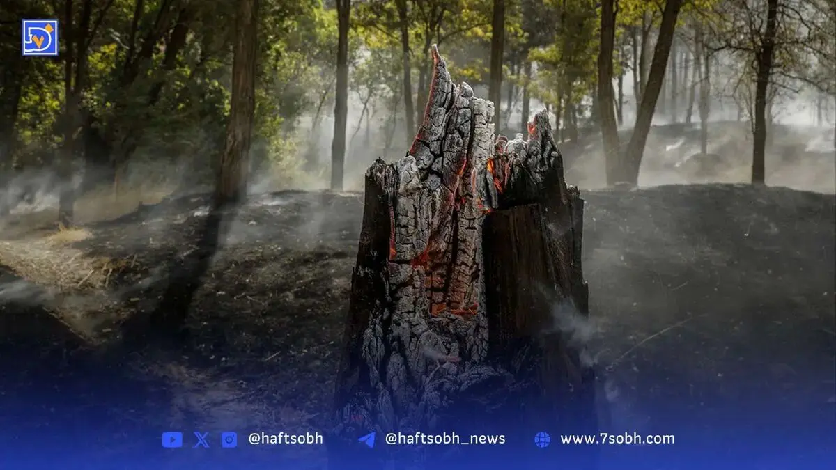 پشت‌پرده احتمالی آتش‌سوزی جنگل‌ها