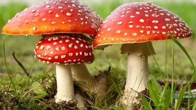 بدترین خوراکی‌هایی که بهتر است با معده خالی نخورید