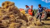 رقم پرداخت مطالبات گندمکاران