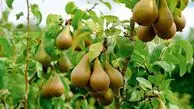 گلابی میوه معجزه‌آسا