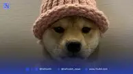کلاه سگ معروف میم‌کوین Dogwifhat به قیمت ۸۰۰ هزار دلار فروخته شد