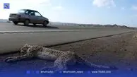 رانندگان محور میامی-عباس‌آباد مراقب باشند