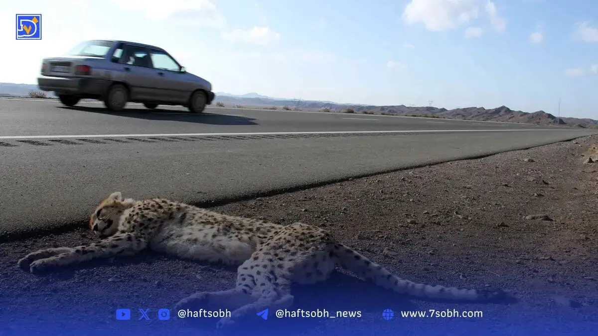 رانندگان محور میامی-عباس‌آباد مراقب باشند