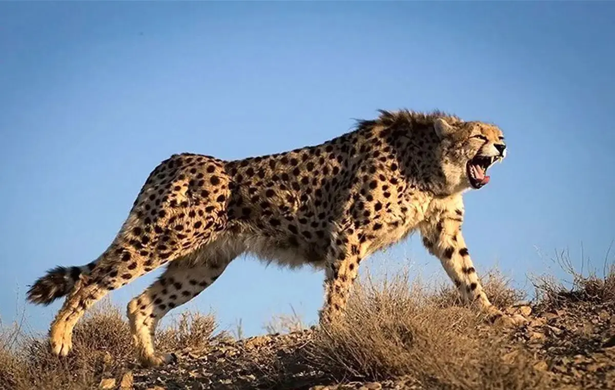 پلنگ ایرانی در منطقه حفاظت‌شده پرور رویت شد + عکس