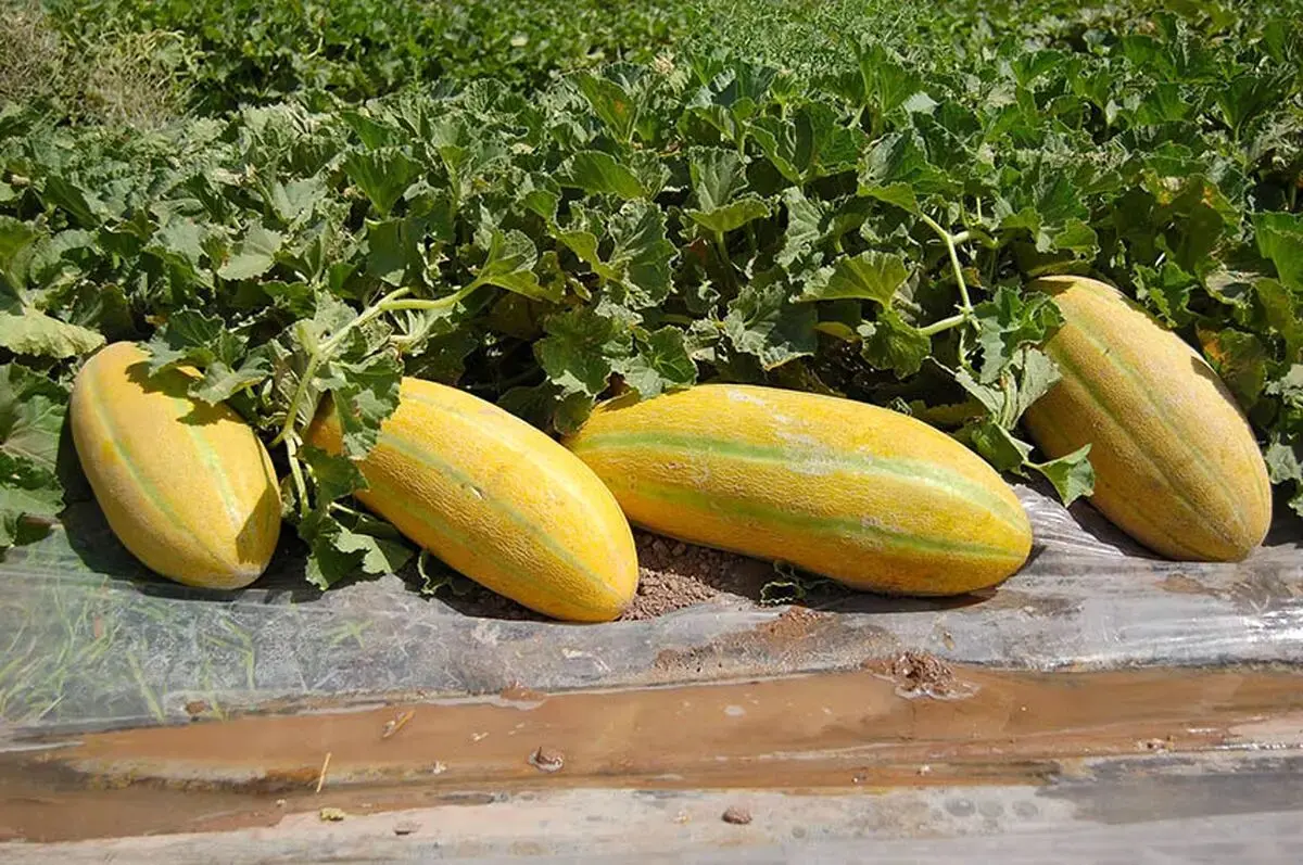 معجزه خربزه برای کاهش وزن