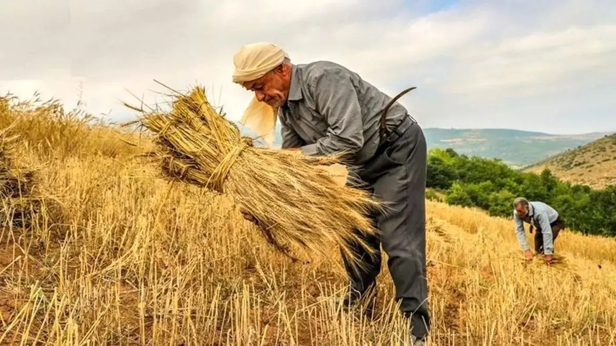تولید گندم به ۸ میلیون تن رسید