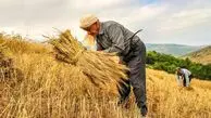تولید گندم به ۸ میلیون تن رسید