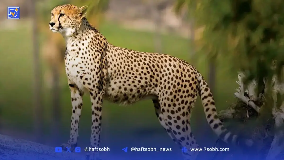 حفاظت از یوزپلنگ آسیایی یک اولویت ملی است