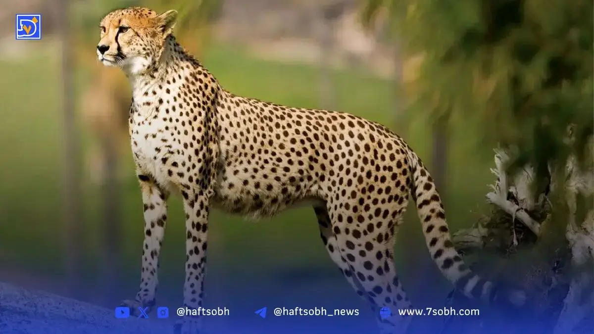 یوزپلنگ ایرانی