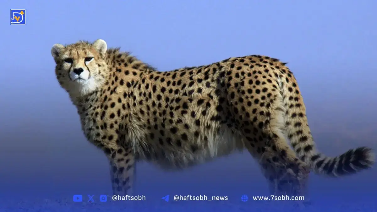 پلنگ ایرانی