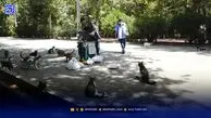 مهمانی موش‌ها و گربه‌ها در شهر