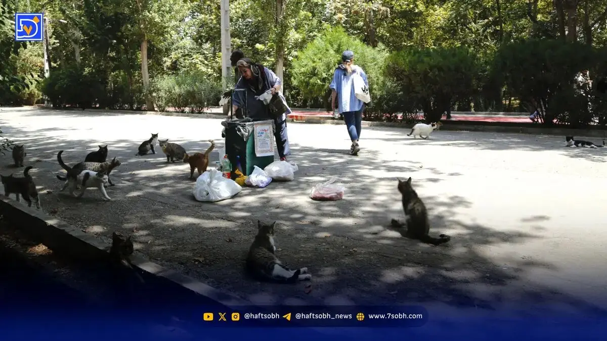 مهمانی موش‌ها و گربه‌ها در شهر