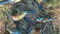 بیش از ۳۰ قطعه زنبور خوار در منطقه حفاظت‌شده بدر و پریشان تلف شدند