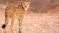 مشاهده دو قلاده یوز در نایبندان بعد از یک دهه