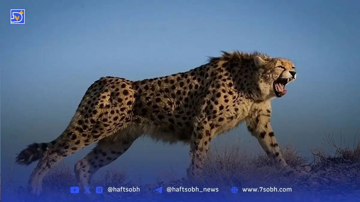 مشاهده دو قلاده یوزپلنگ آسیایی بعد از یک دهه