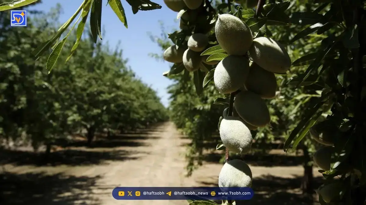 سرمایه‌گذاری ۱۰۰ میلیون دلاری در باغ‌های بادام گرجستان با توکنیزه‌سازی روی بلاک‌چین