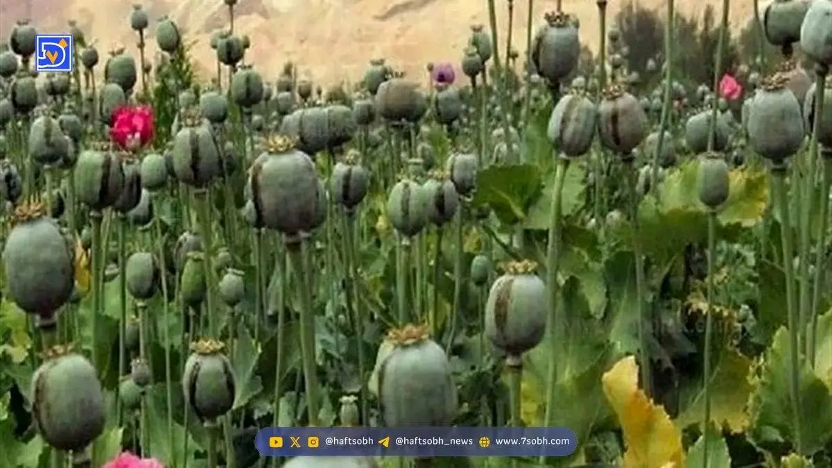 کشت مخدر داخل کشور؛ مسئولان درگیر بررسی، سودجویان مشغول برداشت!