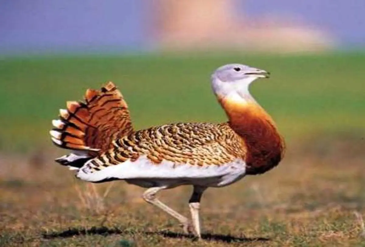 میش مرغ اسدآباد منقرض شد