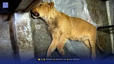 علی‌اکبری در راند اول ناک‌اوت شد!