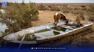 سرزمین بی‌تالاب، پرندگان بی‌پناه