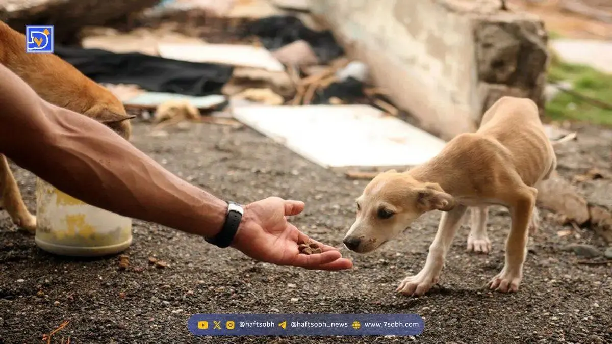 کلاهبرداری  همسر بازیگر معروف سینما