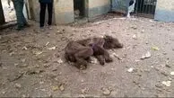 تلف شدن ۲ قلاده خرس قهوه‌ای بر اثر اصابت گلوله در آمل