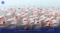 تالاب میانکاله