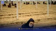 تفاوت مصرف آب در گلخانه‌های مدرن و معمولی