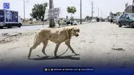 گزارشی از افزایش حملات سگ‌های ولگرد‌ به کودکان و شهروندان