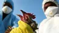 تاکنون مورد انسانی از آنفلوآنزای پرندگان در ایران گزارش نشده است