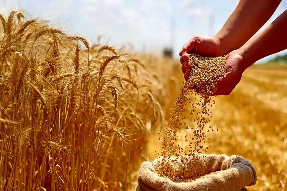 افزایش ۳ برابری بازدهی گندم با کمک یک ژن پنهان
