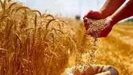 افزایش ۳ برابری بازدهی گندم با کمک یک ژن پنهان