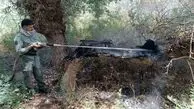 آتش‌سوزی ارتفاعات مانشت سیروان