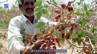 کم‌آبی و نبود نیروی کار چالش پسته‌کاران دامغانی