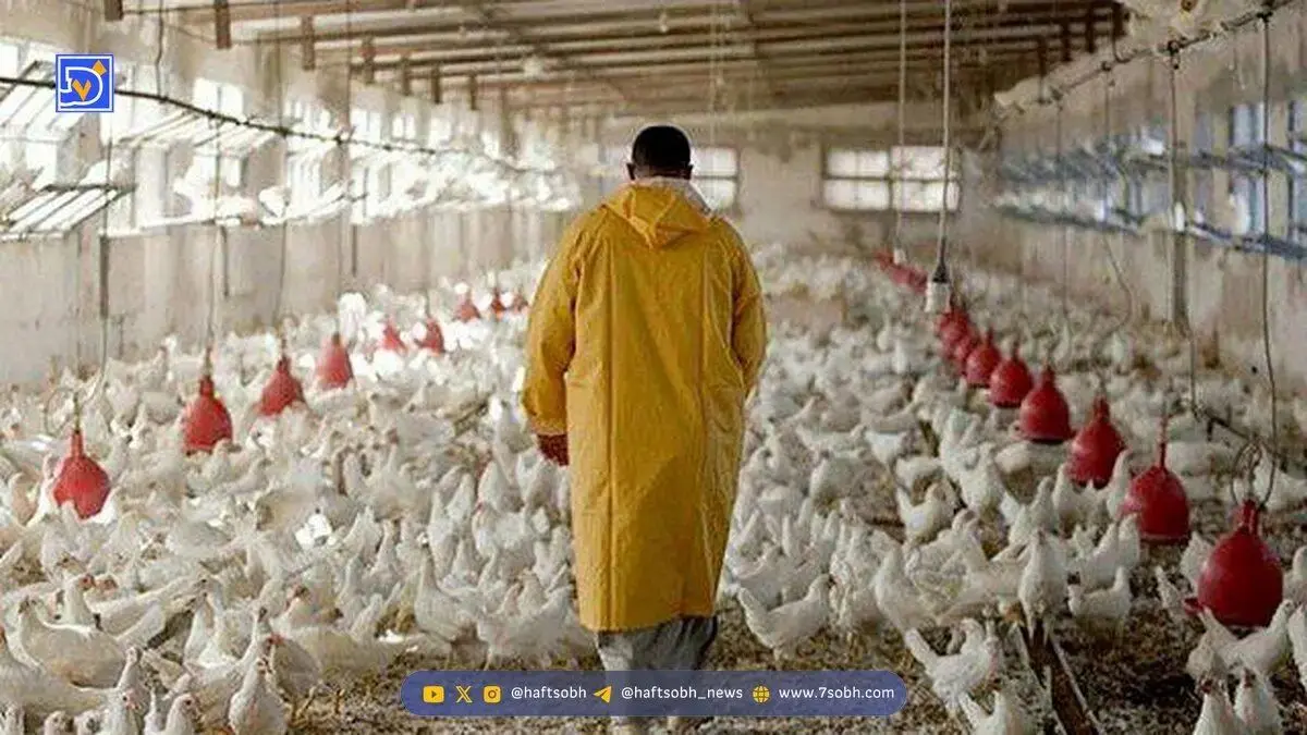 نارضایتی دامداران و مرغداران از عدم تحویل به موقع نهاده‌های دامی از سوی واردکنندگان
