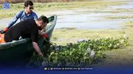 یک دهه مبارزه با سنبل آبی میهمان ناخوانده تالاب انزلی