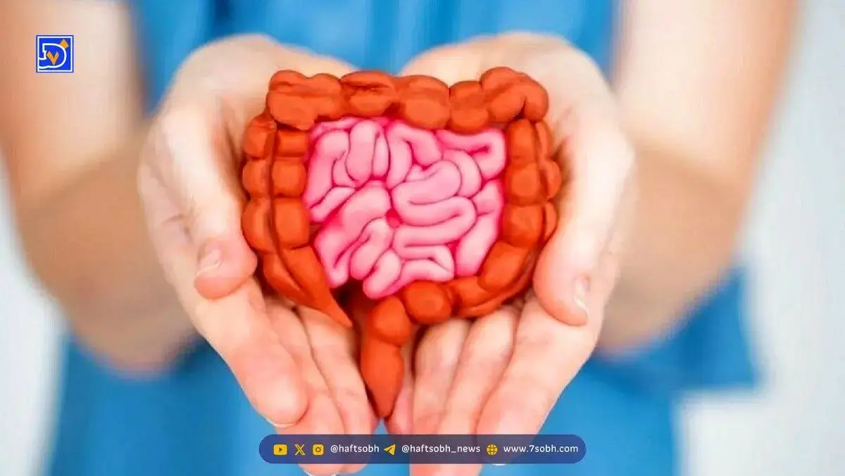 با این مواد غذایی، سلامتی معده و روده خود را تضمین کنید