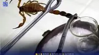 درمان سرطان با زهر عقرب!
