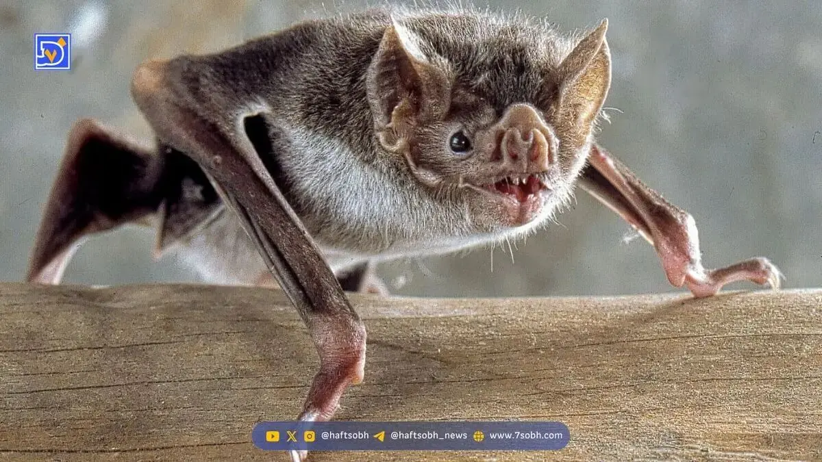 نتیجه تحقیقات دانشمندان؛ در مغز خفاش‌ها سیستم GPS وجود دارد
