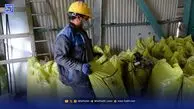 خوراک دام، خوراک مافیا شد